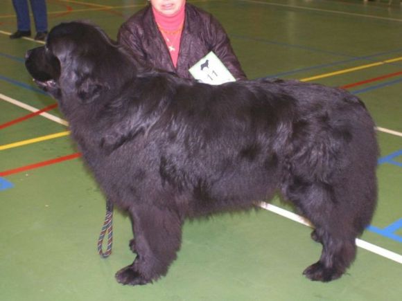 T Henri und Elizas Lesley (04-02-2006)